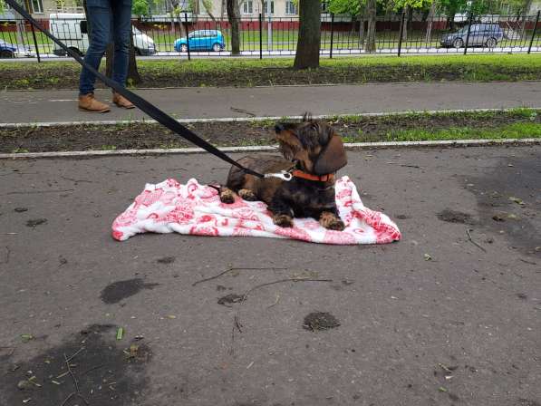 Дрессировка собак в Москве фото 8