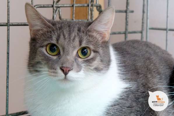 Раффаэлка заставит вас забыть об одиночестве