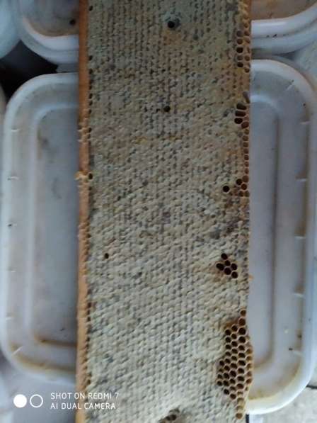 Продукты пчеловодства : мёд, перга, прополис в Сургуте фото 3