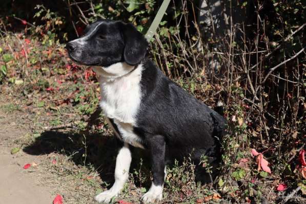 Отдаю собаку в добрые руки в Саратове фото 14