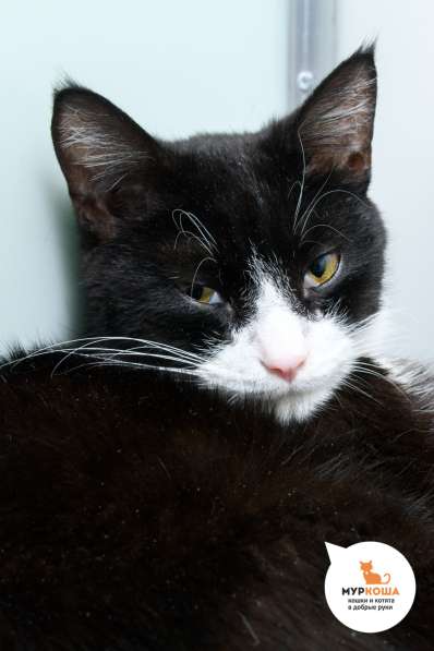 Киношный кот Нео