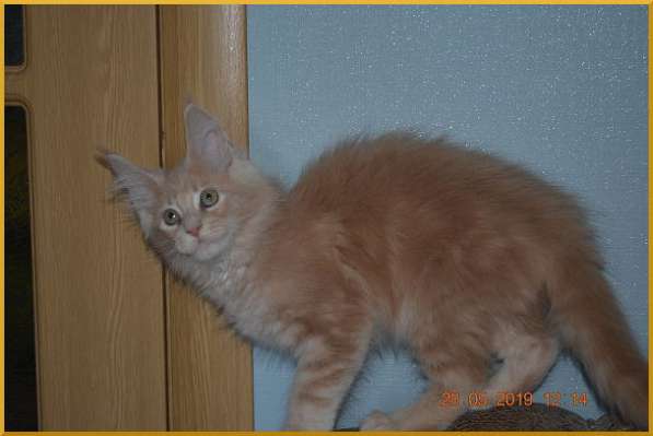 Великолепные котята мейн-кун из питомника в Волгограде фото 241