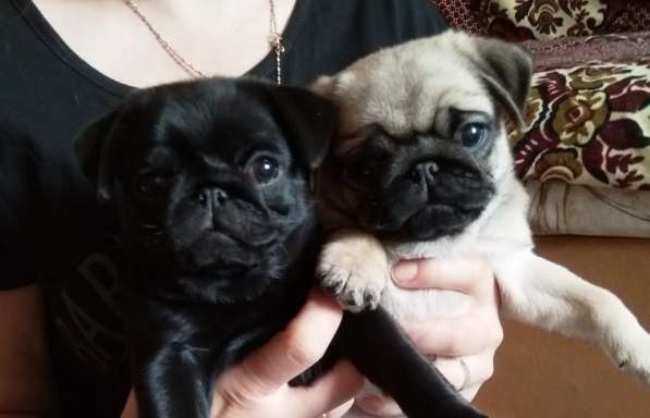 Щенки Мопса в Москве фото 5