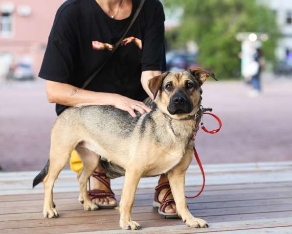 Собачка-малютка ищет дом в Санкт-Петербурге фото 11