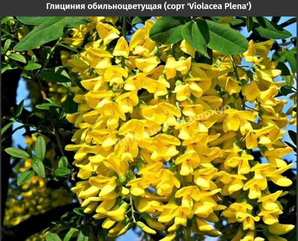 Глициния обильноцветущая (сорт 'Violacea Plena') в Краснодаре фото 7