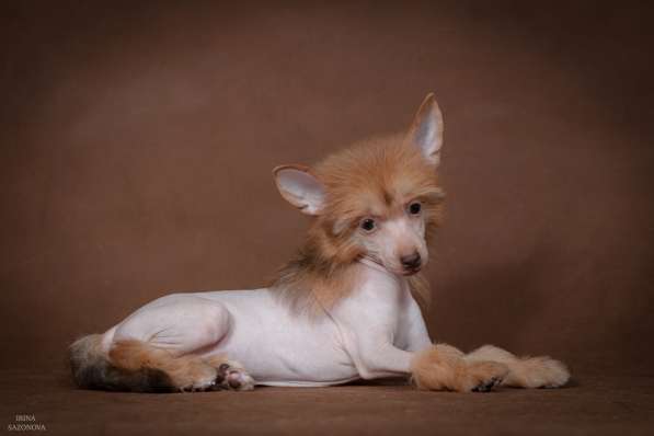 Голый мальчик Китайской хохлатой собаки в Москве фото 4