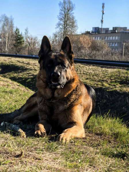 Щенки немецкой овчарки в Смоленске фото 5