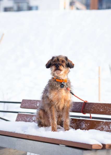 Редкой внешности собачка ищет дом в Санкт-Петербурге фото 8