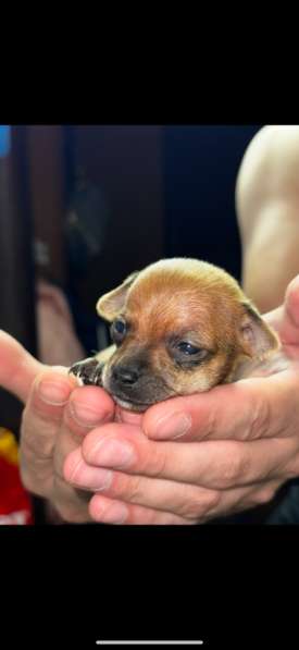 Мини той терьер в Волгограде