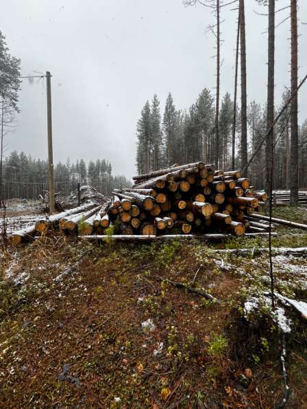 Продам бревна в Сыктывкаре