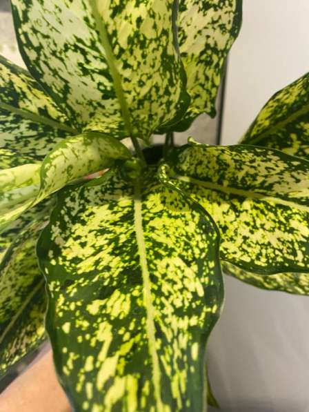 Комнатный цветок в Оренбурге