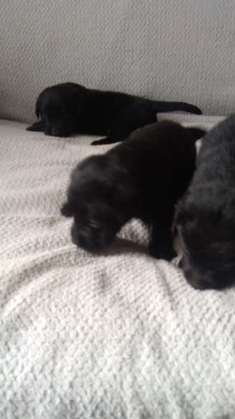 Щенята лабрадора в Касимове фото 3