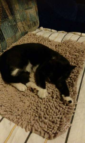 Отдам даром Маленький подкидыш в Санкт-Петербурге фото 6