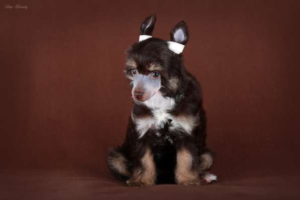 Пуховая девочка Китайской хохлатой собаки в Москве фото 3