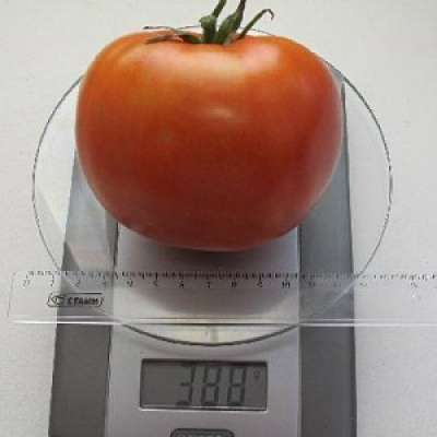 Семена томатов в Владивостоке фото 3