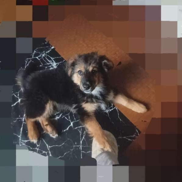 Щенок Грэй – маленький друг для больших приключений в Санкт-Петербурге