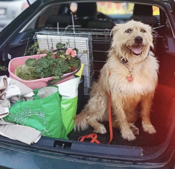 Замечательная Лиза в добрые руки в Москве фото 4