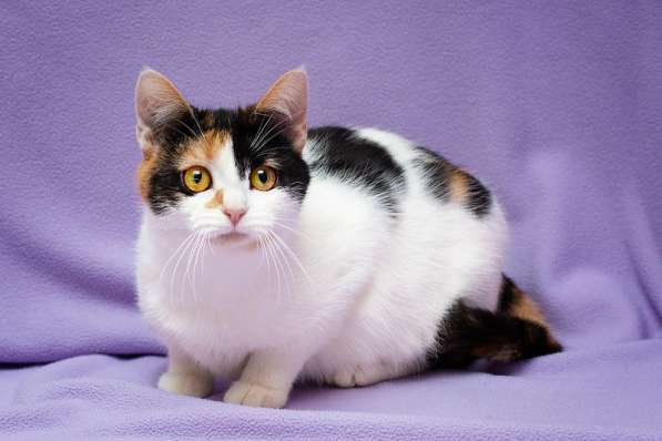 Яркий трехцветный котёнок Варя в дар в Москве