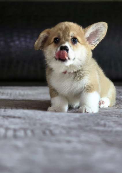 Щенки вельш-корги пемброк в Джанкое фото 8