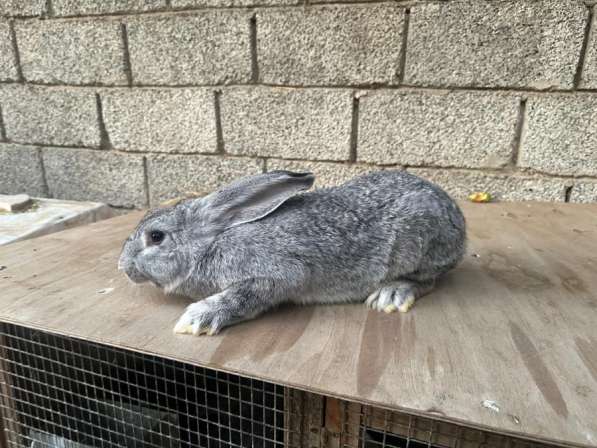 Кролики СОВЕТСКАЯ ШИНШИЛА в Хасавюрте фото 10