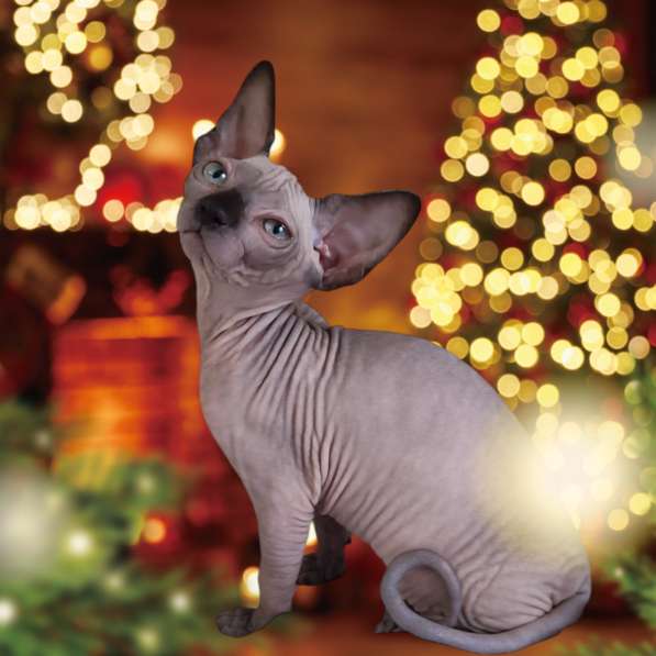 Sphynx