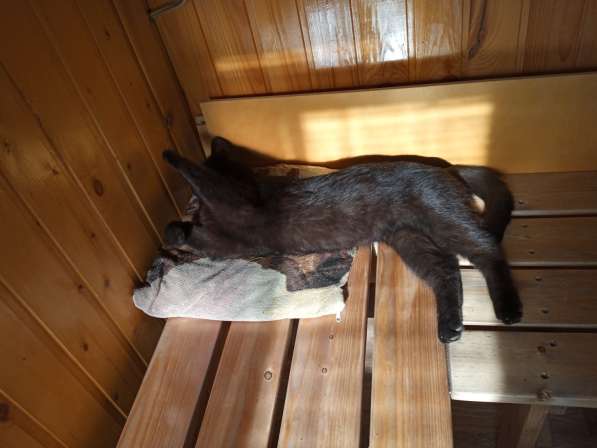 Молодой ласковый котик в Санкт-Петербурге фото 3