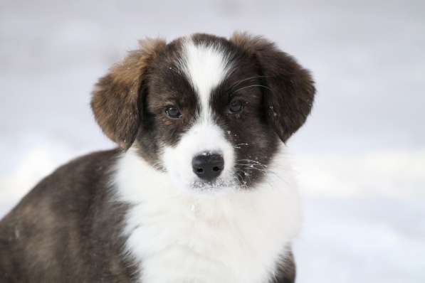 Вельш корги кардиган в Москве фото 3