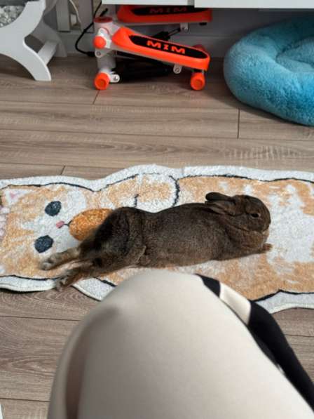 Декоративный кролик в Краснодаре