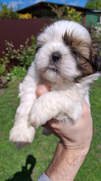 Чистокровные щенки Ши-Тцу в фото 20