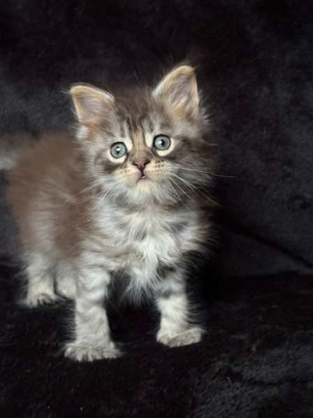 Котята мейн Кун в Калуге фото 4