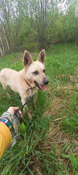 Фаичка ищет дом в Москве фото 3