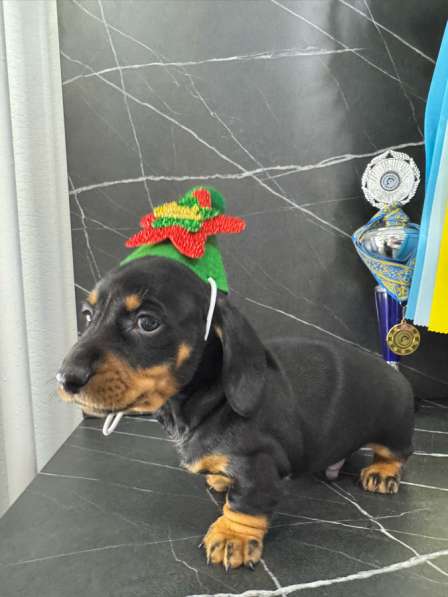 Щенята стандартной таксы в Москве фото 6