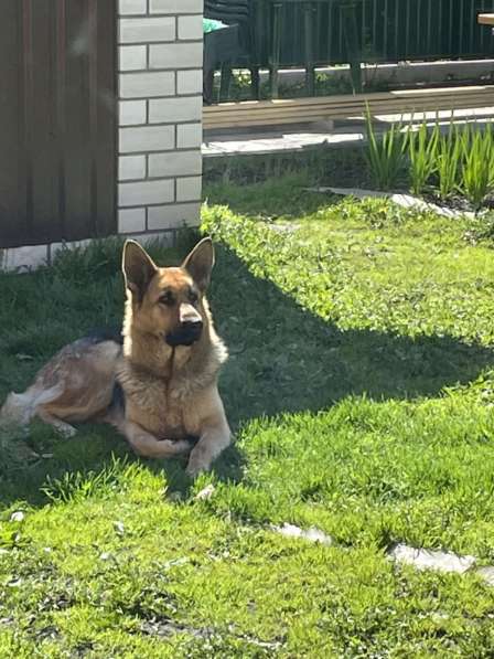 Щенки немецкой овчарки в Смоленске фото 6