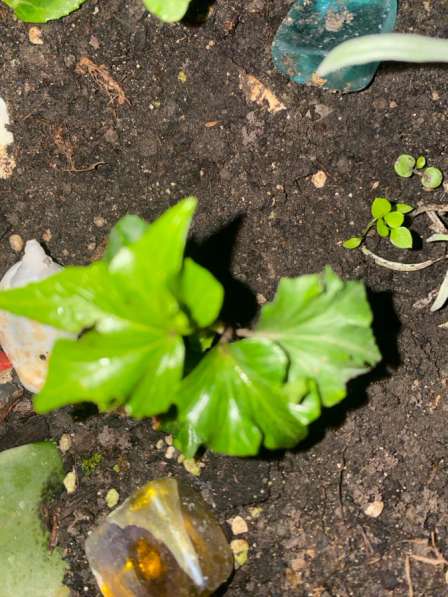 Плющ хедера