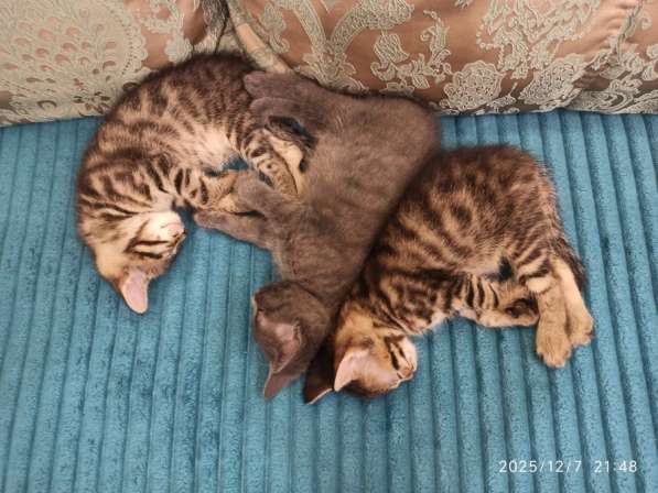 Отдам котят в добрые руки