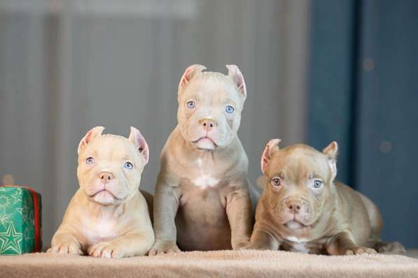 Американские булли