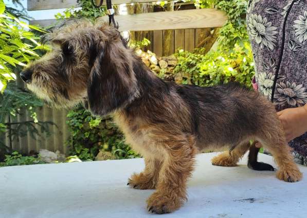 Щенки таксы в Темрюке фото 3