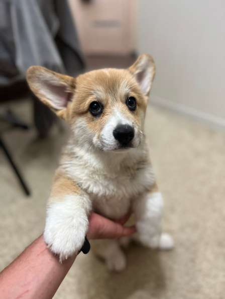 Вельш корги пемброк РКФ