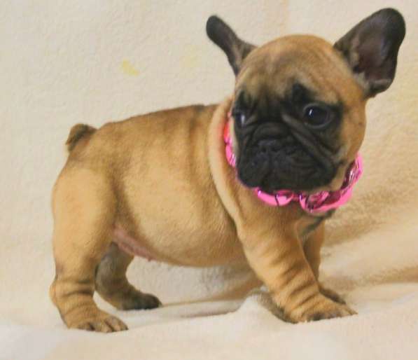 Щенки из питомника РКФ в Москве фото 12