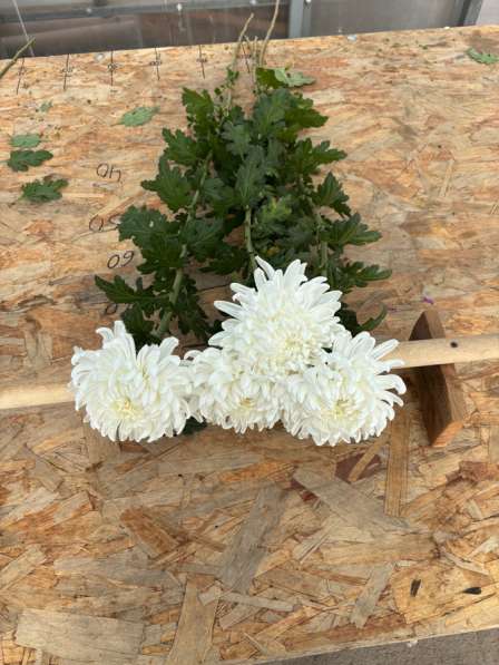 Продажа Цветов в Армавире фото 4