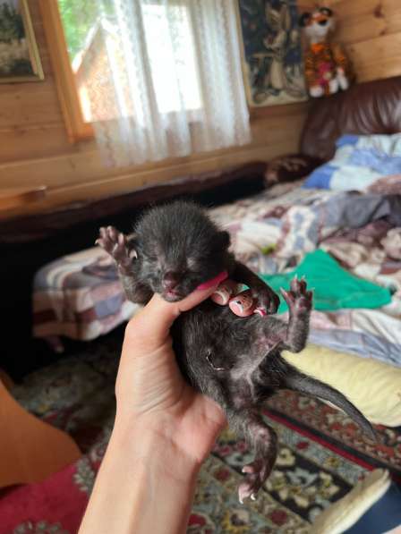 Котята в Владимире