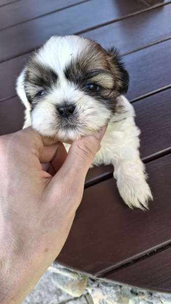 Чистокровные щенки Ши-Тцу