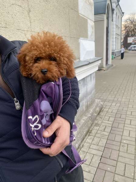 ТОЙ ПУДЕЛЬ РЕД БРАУН в фото 6