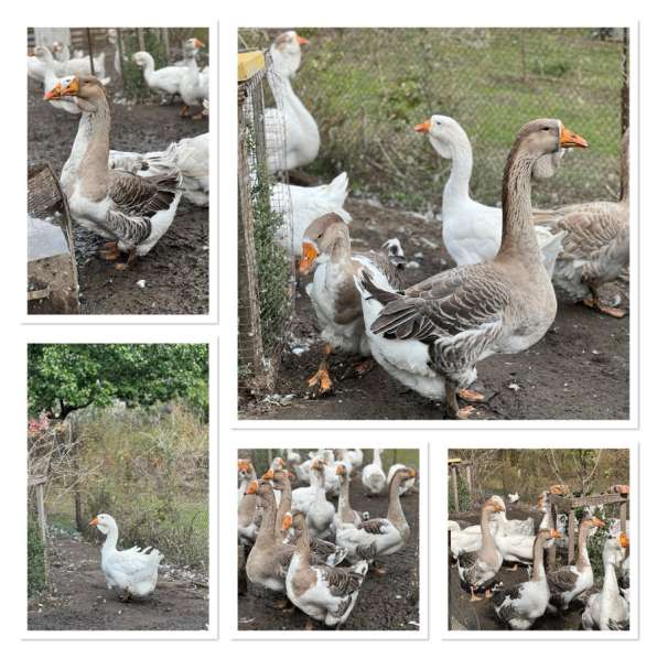 Продам Холмогорских гусей в Ставрополе