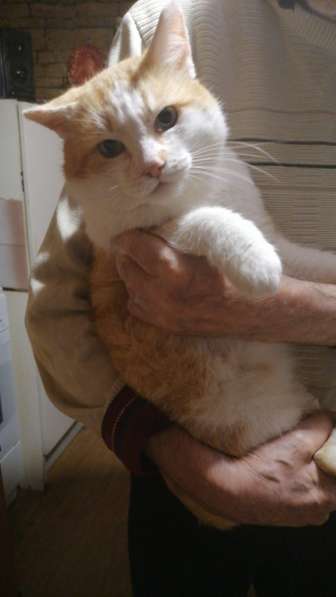 Красивый, мягонький и ручной котик в Санкт-Петербурге фото 8