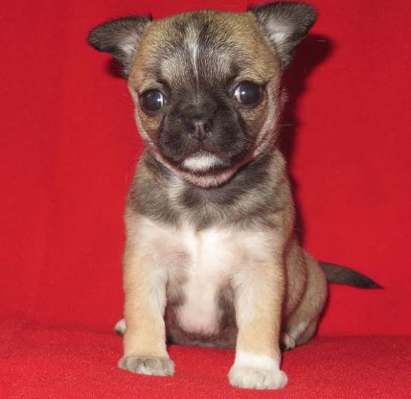 Чихуа девочка гш в Санкт-Петербурге фото 7