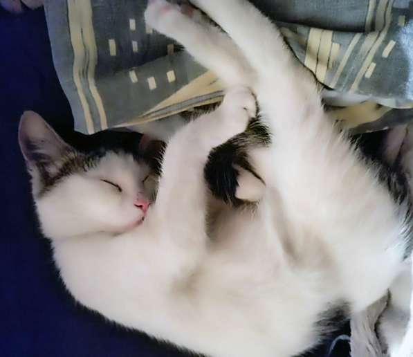 Котёнка ищет дом для создания уюта в Москве фото 8