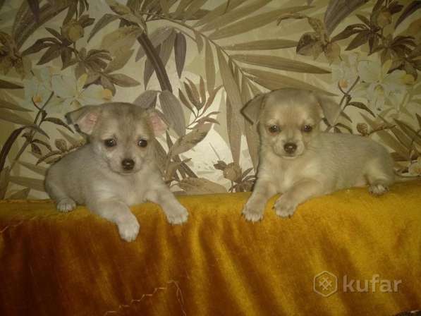 Щенки чихуахуа в