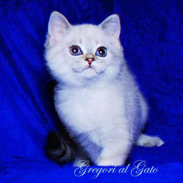 Эксклюзивная плюшевая Тереза фиалковые глазки в Москве фото 5