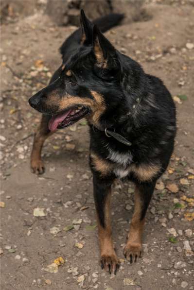 Трейси ищет хозяина в Москве фото 6